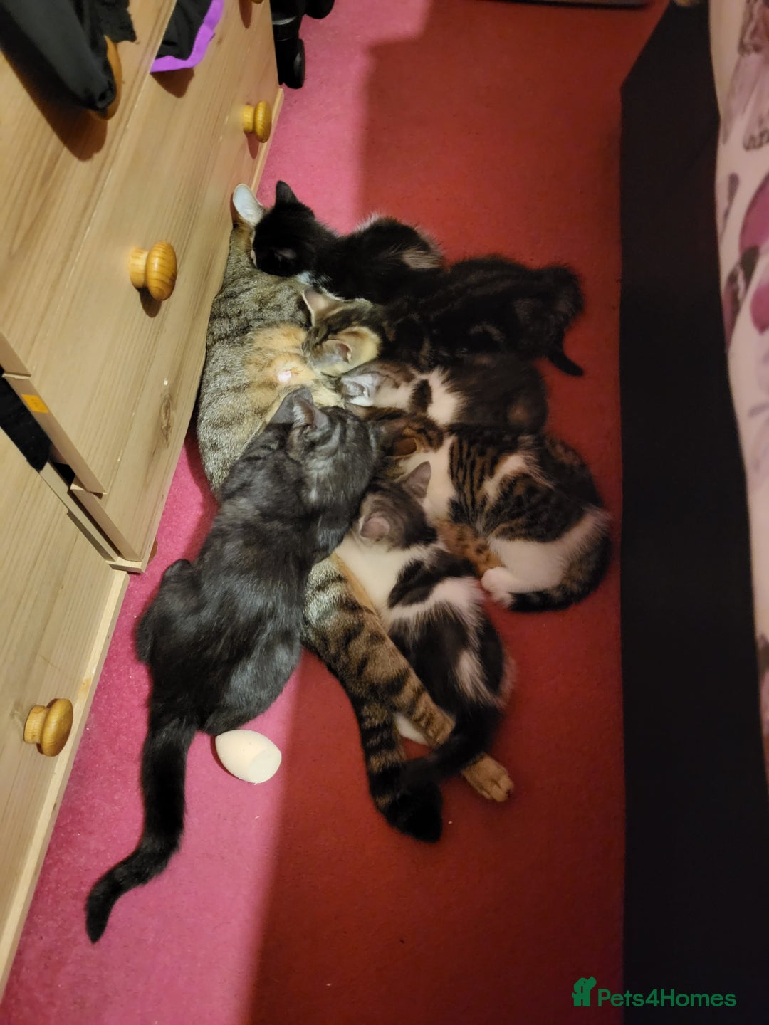 Mixed Breed cats for sale: Playfull kitten for sale - Image 5