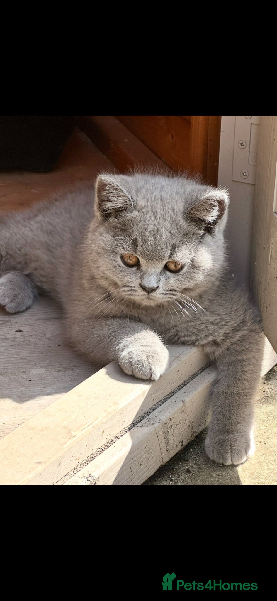 British Shorthair cats 5 Stunning BSH Blue and Lilac Kittens - Advert 1
