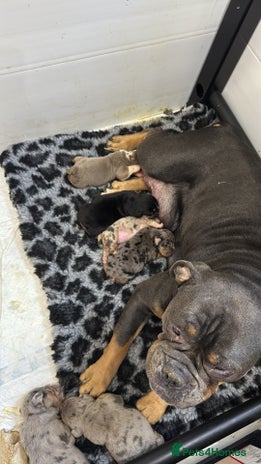 English Bulldog dogs 11 wonderful healthy happy bulldog babies - Advert 1