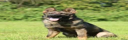 German Shepherd dogs for sale: Elite working line puppies. Repeat breeding! - Advert 11