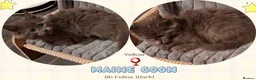 Maine Coon cats for sale: Pedigree Maine Coon kittens in Manchester - Advert 2