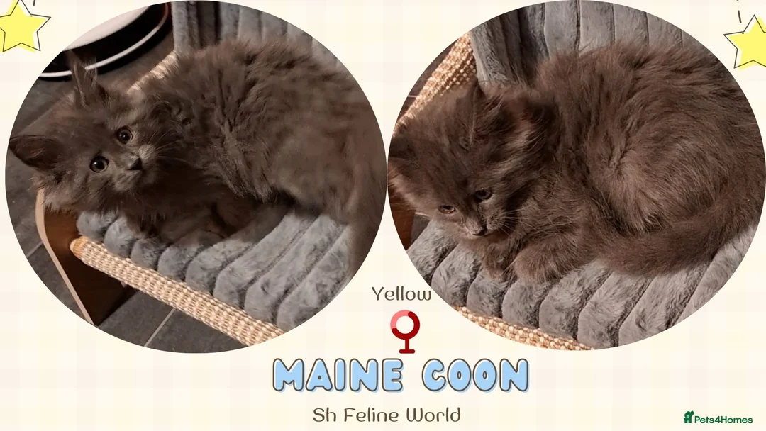 Maine Coon cats for sale: Pedigree Maine Coon kittens in Manchester - Advert 2