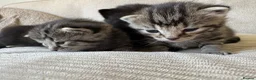 Bengal cats for sale: Stunning litter of kittens  - Advert 3