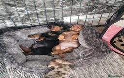 Dachshund dogs for sale: Dachshund puppies for sale - Image 1