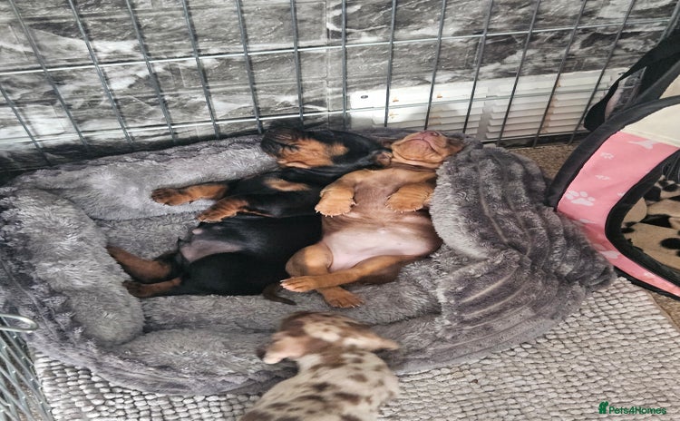 Dachshund dogs - Advert 1