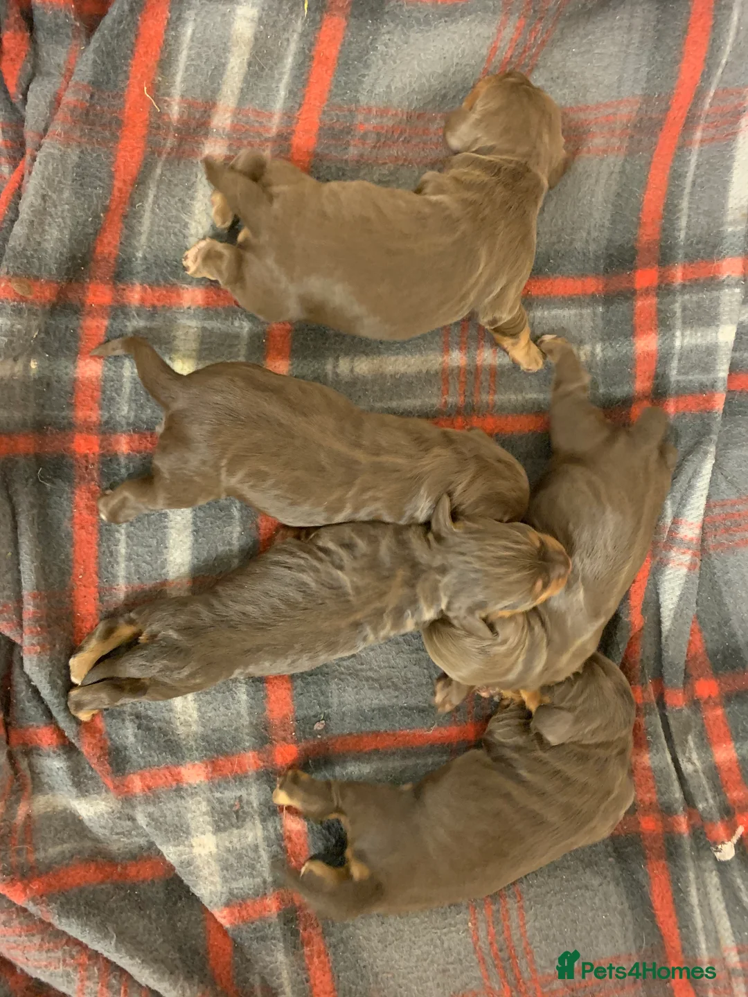 Cocker Spaniel dogs for stud: Liver n Tan working cocker. Clear AMS, PP PRA, FN. - Advert 13