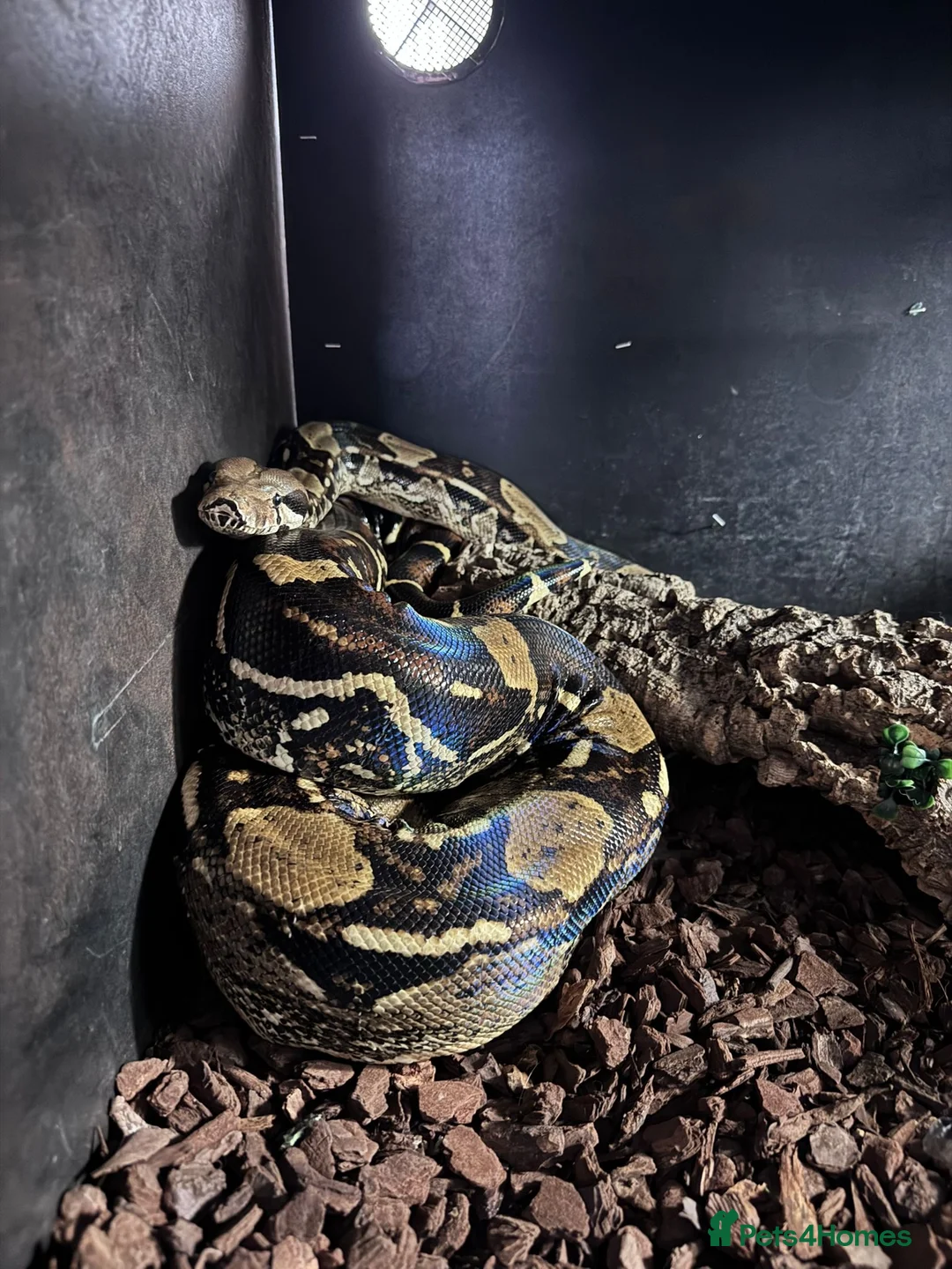 Boa Snake reptiles for sale: 4yr old Boa Constrictor - Advert 3