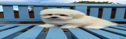 Maltipoo dogs for sale: Maltipoo puppies exceptional quality  - Advert 6