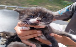 British Shorthair cats for sale:  Cute kittens for sale for £100 - Image 6