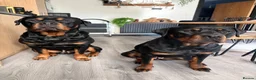 Rottweiler dogs for sale: Rottweiler Puppies  - Advert 10