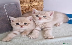 British Shorthair cats for stud: Chocolate carrier proven british shorthair stud - Image 4