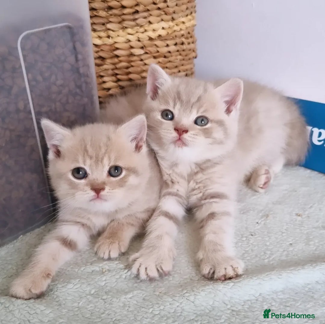 British Shorthair cats for stud: Chocolate carrier proven british shorthair stud - Image 4