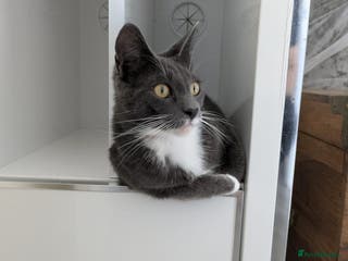 Mixed Breed cats 2 female mainecoon x British short haired sisters - Advert 17