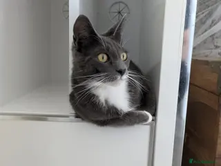 Mixed Breed cats 2 female mainecoon x British short haired sisters - Advert 8