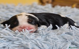 Cavalier King Charles Spaniel dogs for sale: KC REG CAVALIER KING CHARLES SPANIEL PUPPIES - Image 15