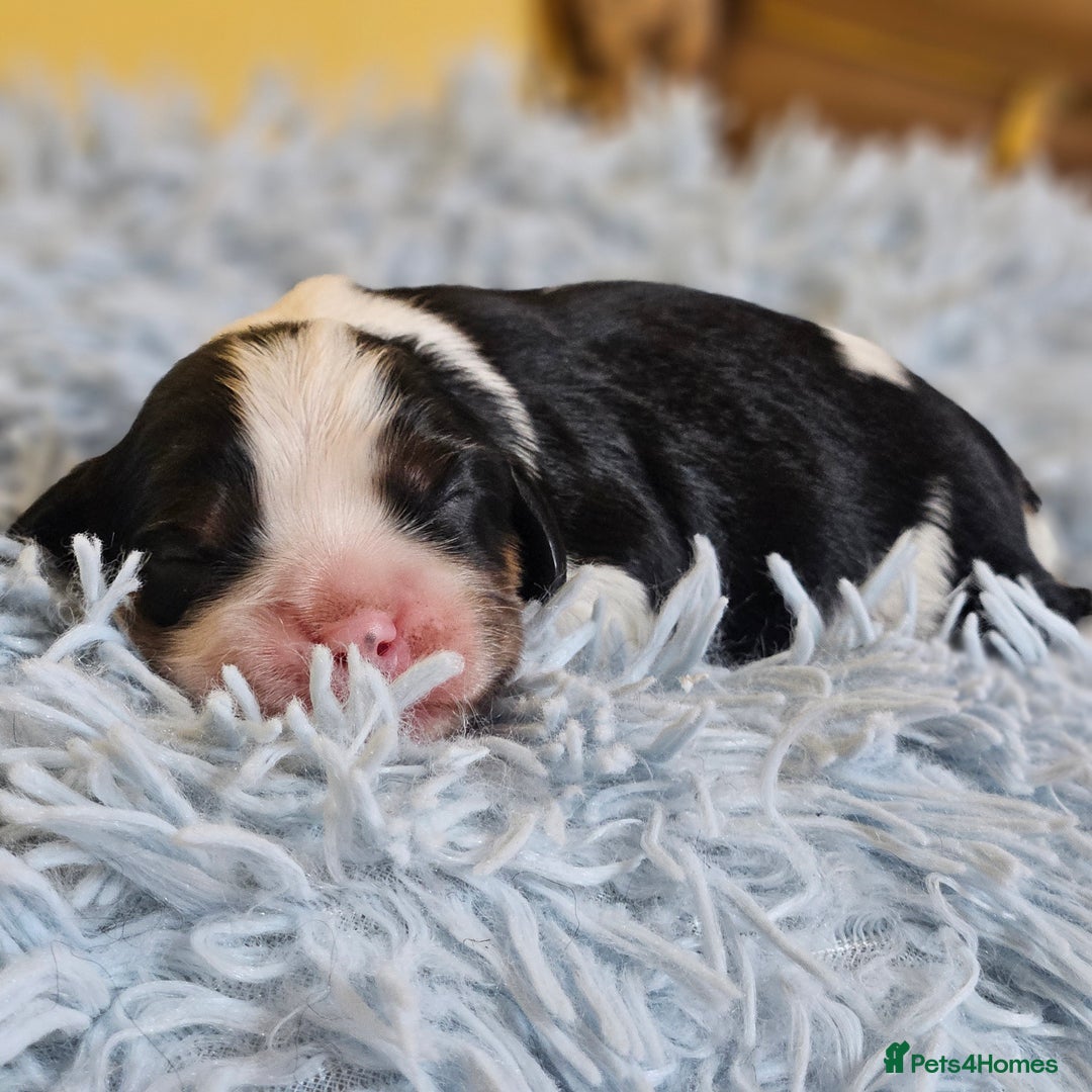 Cavalier King Charles Spaniel dogs for sale: KC REG CAVALIER KING CHARLES SPANIEL PUPPIES - Image 15