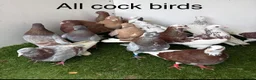 Pigeons birds for sale: Birmingham rollers - Advert 2