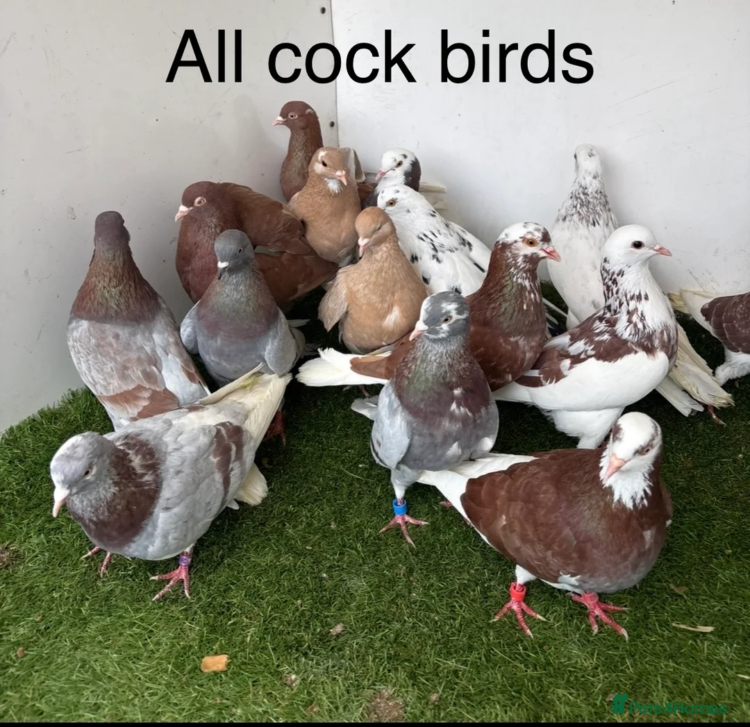 Pigeons birds for sale: Birmingham rollers - Advert 2