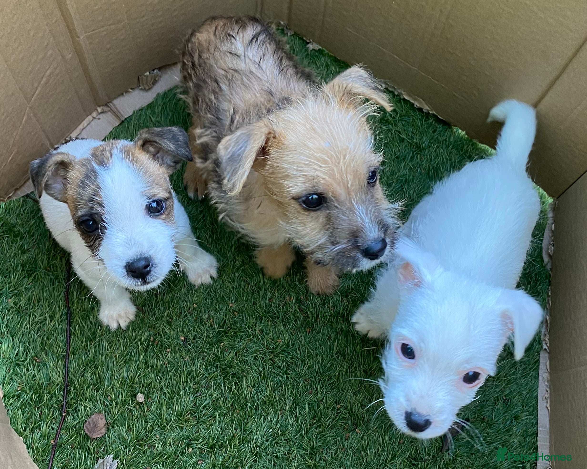 Jack Russell dogs  **  JACK RUSSELL PUPPIES - READY TO GO - Advert 16