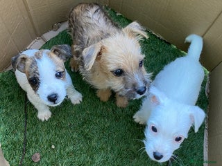 Jack Russell dogs ** JACK RUSSELL PUPPIES - READY TO GO - Advert 1