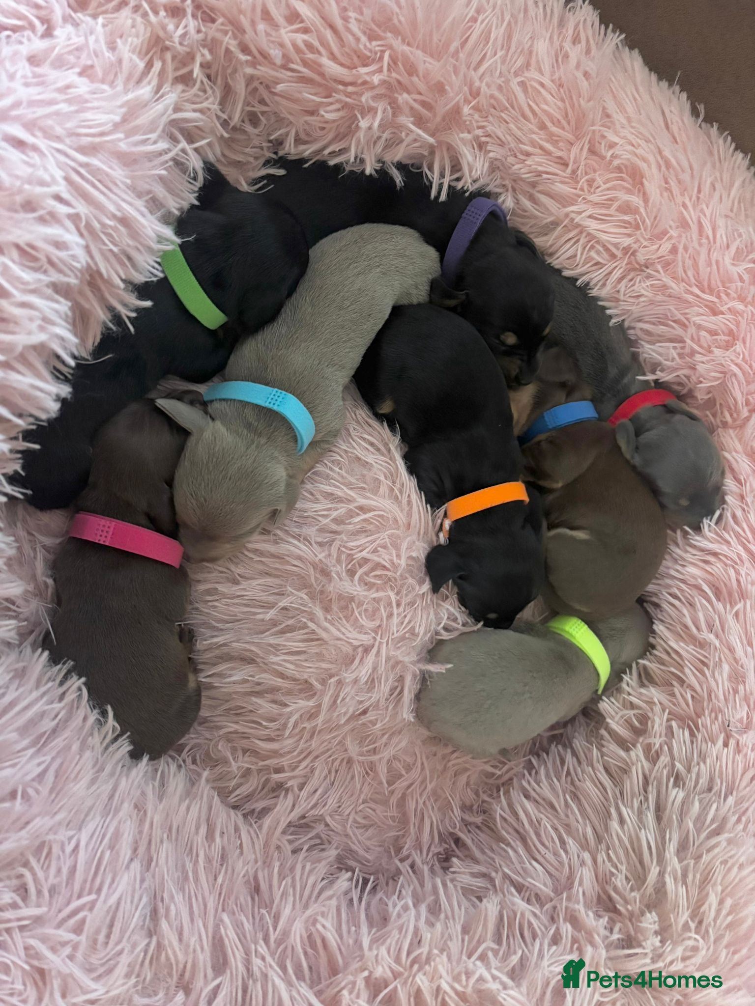 Miniature Dachshund dogs Beautiful littler of 8 miniature dacshunds  - Advert 5