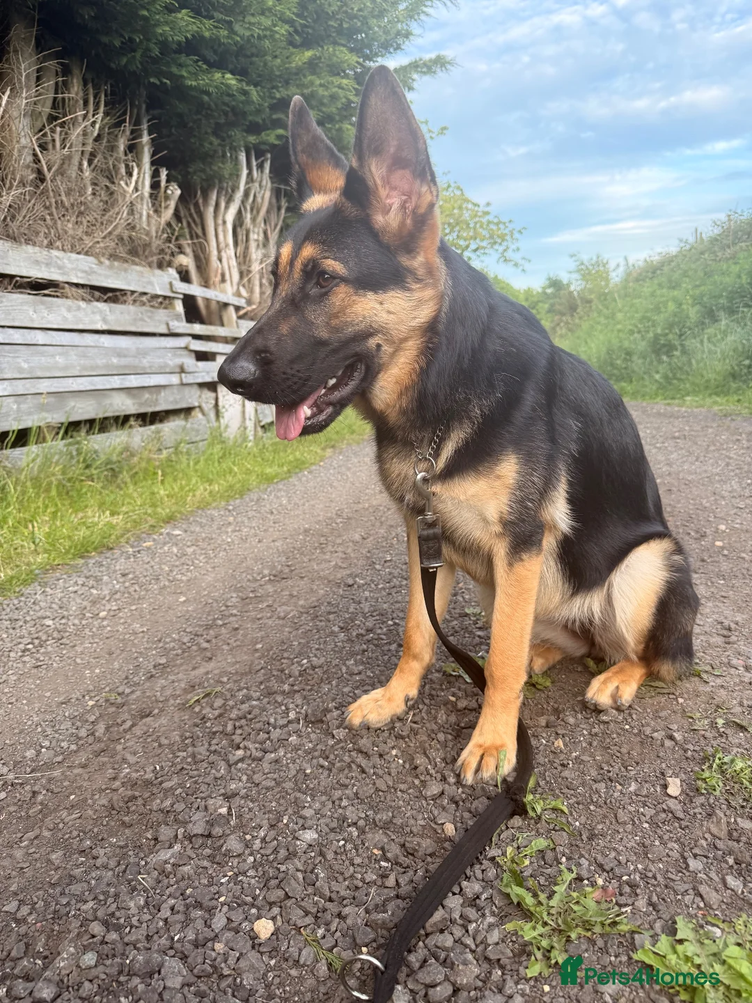 German Shepherd dogs for sale: Luna  in Newcastle upon Tyne - Advert 1