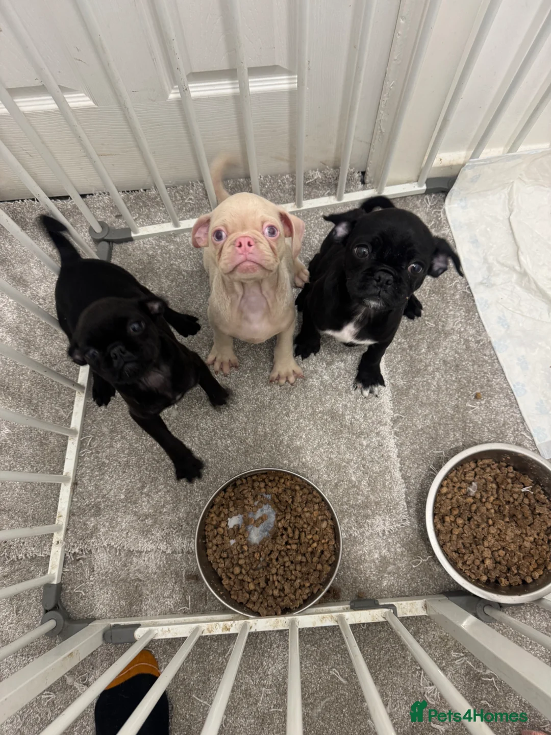 Jug dogs for sale: 🐶 Adorable Jug Puppies for Sale 🐶 - Advert 1
