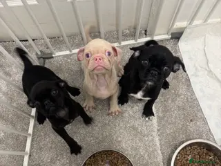 Jug dogs 🐶 Adorable Jug Puppies for Sale 🐶 - Advert 2