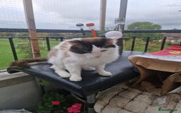 Mixed Breed cats for sale: Mixed ragdol /Turkish angora  - Image 7