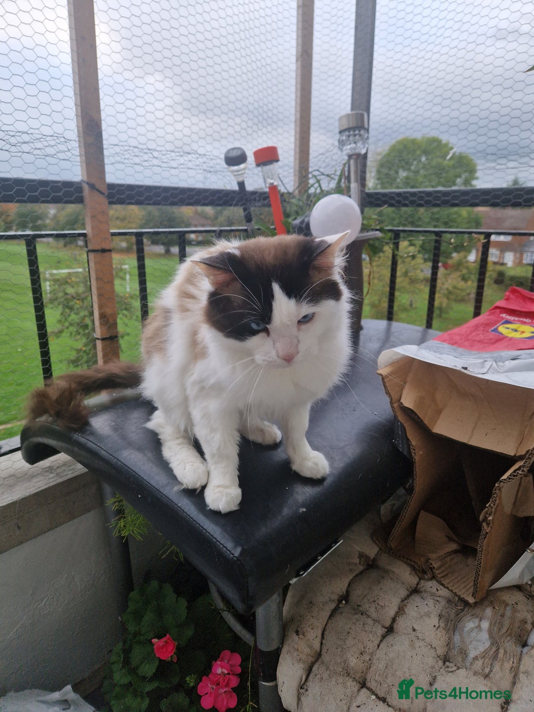 Mixed Breed cats for sale: Mixed ragdol /Turkish angora  - Image 7