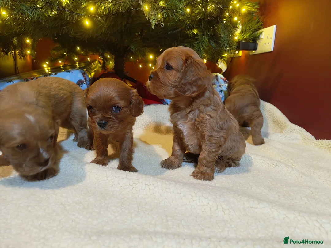 Cavalier King Charles Spaniel dogs for sale: Ready to Leave DNA Clear Cavaliers - Advert 4
