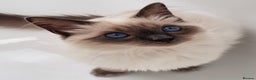 Ragdoll cats for stud: Champion Line Blue Ragdoll - GCCF - STUD ONLY in Swindon - Advert 4