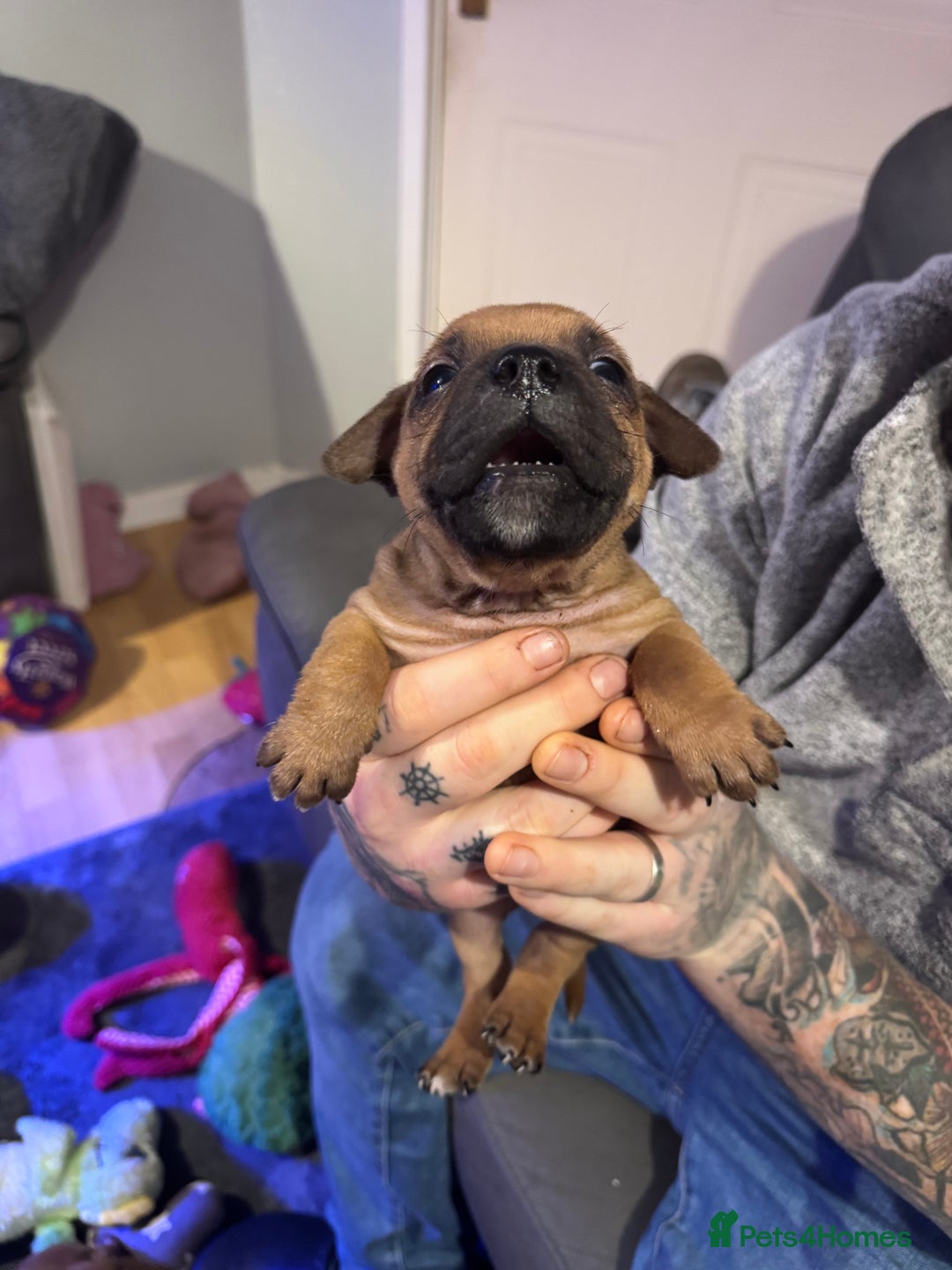 Staffordshire Bull Terrier dogs for sale: Stunning Female  Staffy x Pups - Advert 10
