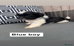 Shih Tzu dogs for sale: Shih tzu  - Image 7