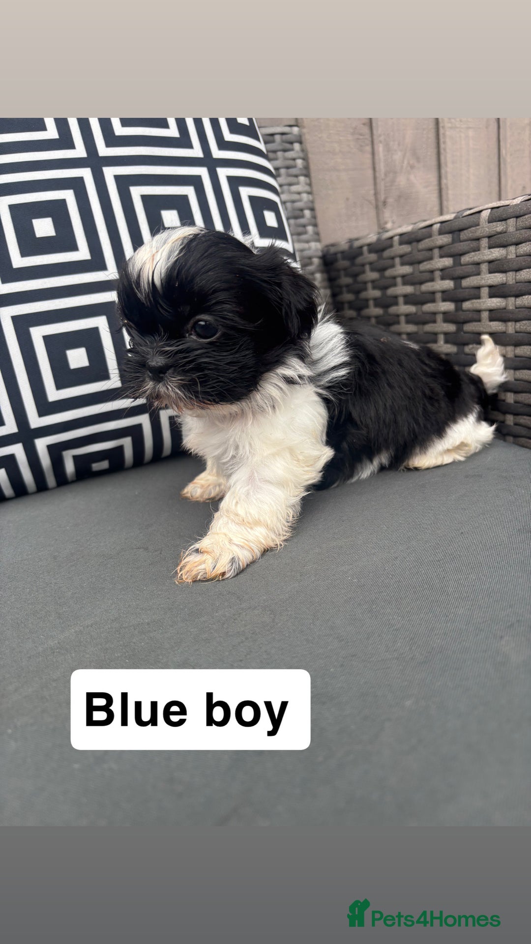 Shih Tzu dogs for sale: Shih tzu  - Image 7