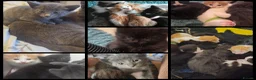 Mixed Breed cats for sale: 6 beautiful kittens ready for their new home in Eastleigh - Advert 7