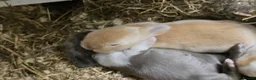 Mixed Breed rabbits for sale: 3 baby bunnies ready for their forever home - Advert 4