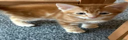 Mixed Breed cats for sale: 4 beautiful kittens  - Advert 4