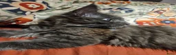 Maine Coon cats for sale: NEW PRICE Registered Blue Pedigree Maine coon baby - Advert 30