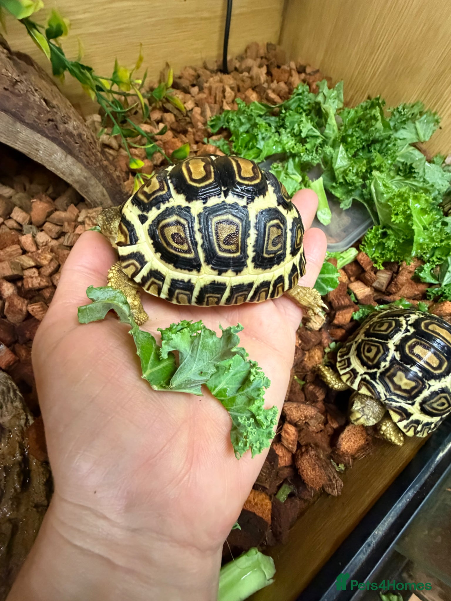 Tortoise reptiles for sale: Leopard Tortoses- Stunning RARE High White Babies - Advert 6