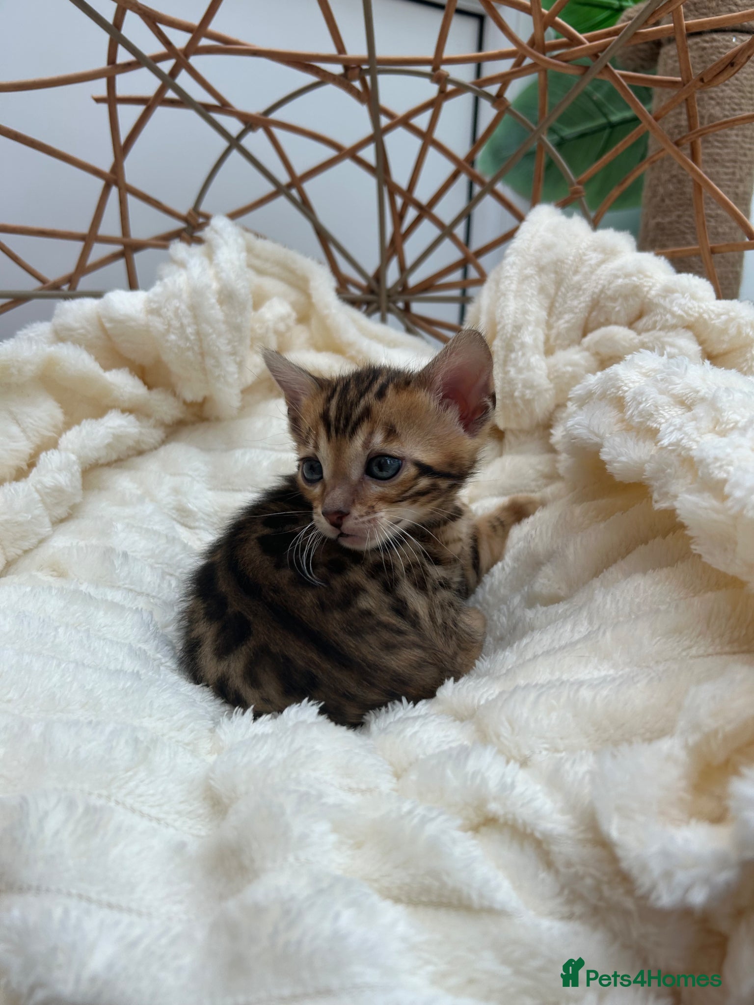 Bengal cats ❤️ Stunning Pure Bengal Kittens ❤️ - Advert 2