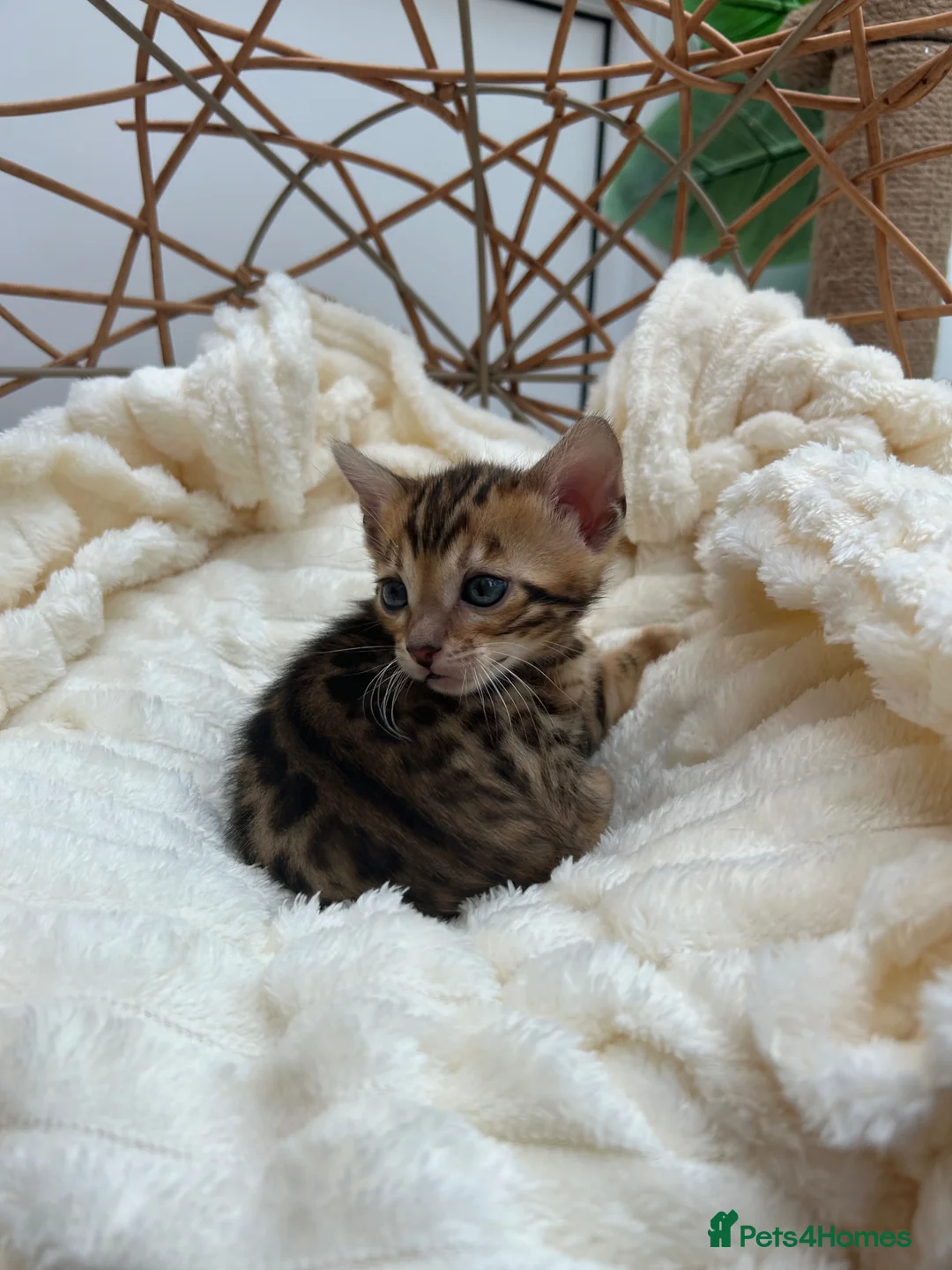 Bengal cats for sale: ❤️ Stunning Pure Bengal Kittens ❤️ - Advert 2