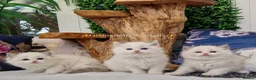 Ragdoll cats for sale: 💙🐈🏆✨️Exclusive Ragdoll kittens✨️Champions lines - Advert 24