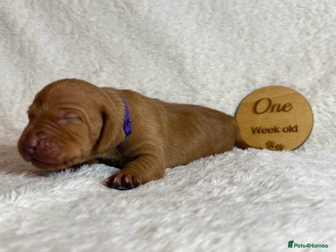 Hungarian Vizsla dogs for sale: KC registered Hungarian Viszla puppies - Advert 25