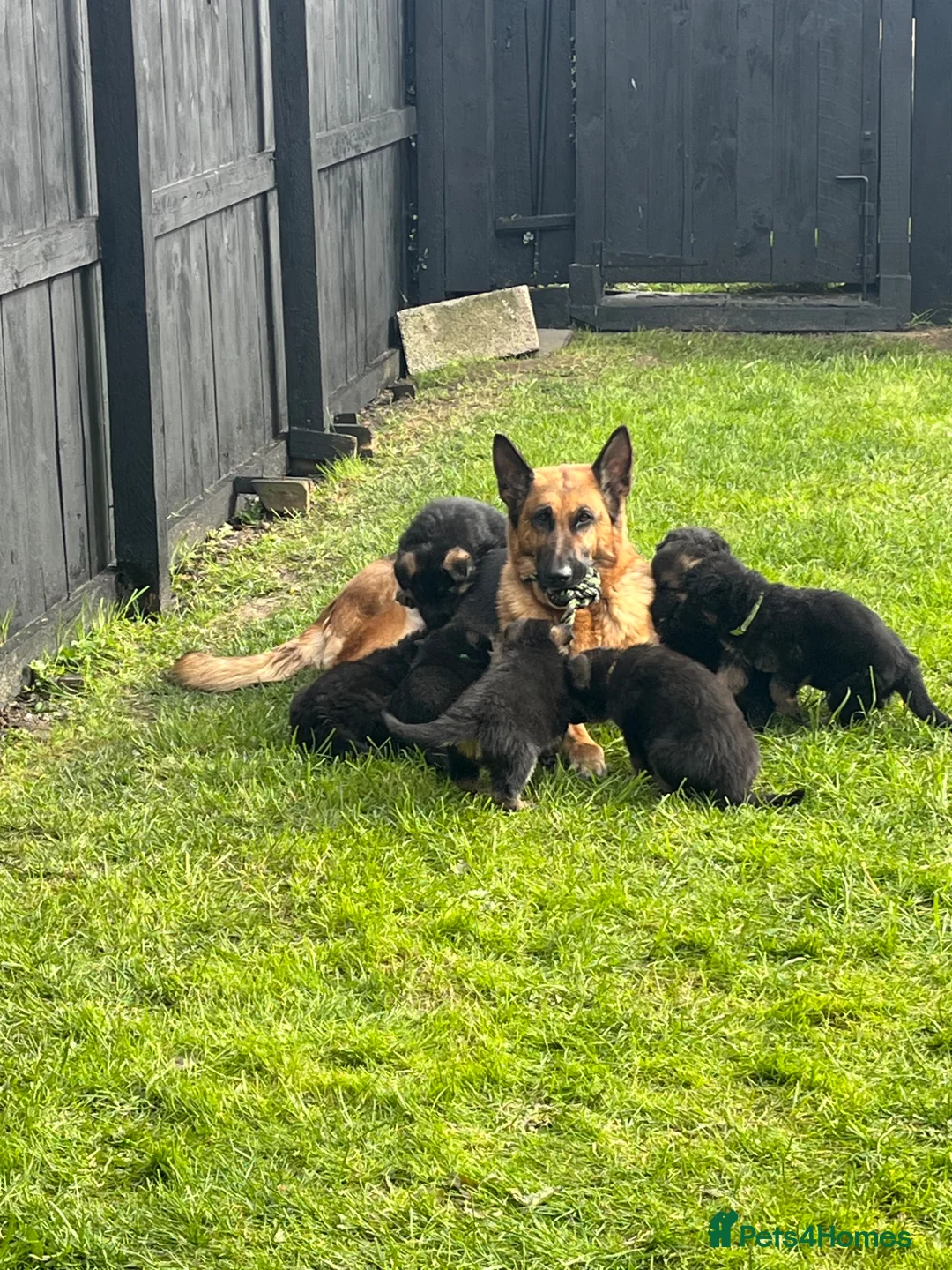 German Shepherd dogs for sale: Kc registered German shepherd puppies  - Advert 19