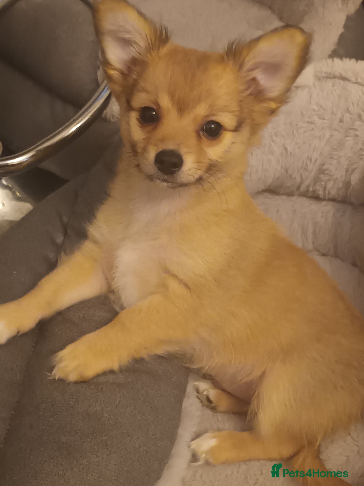 Mixed Breed dogs for sale: Adorable fluffy lasapom - Advert 4