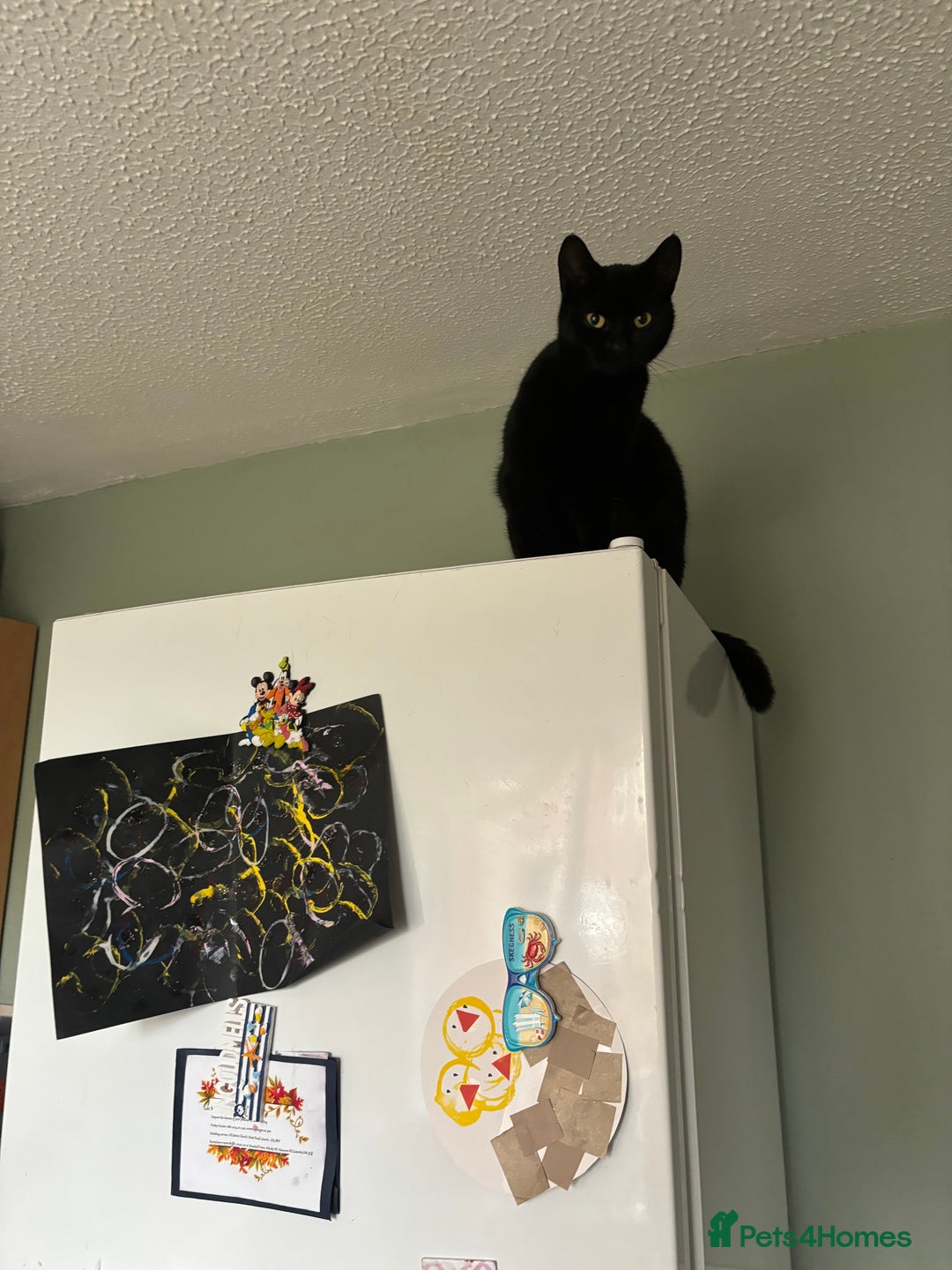 Domestic Shorthair cats for sale: Rehoming Sparkles Cat  - Image 4
