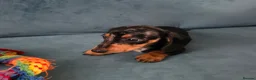 Miniature Dachshund dogs for sale: Mini Dachshund Girl - Advert 5