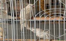 Cockatiels birds for sale: pair of cockatiels with cage - Image 2