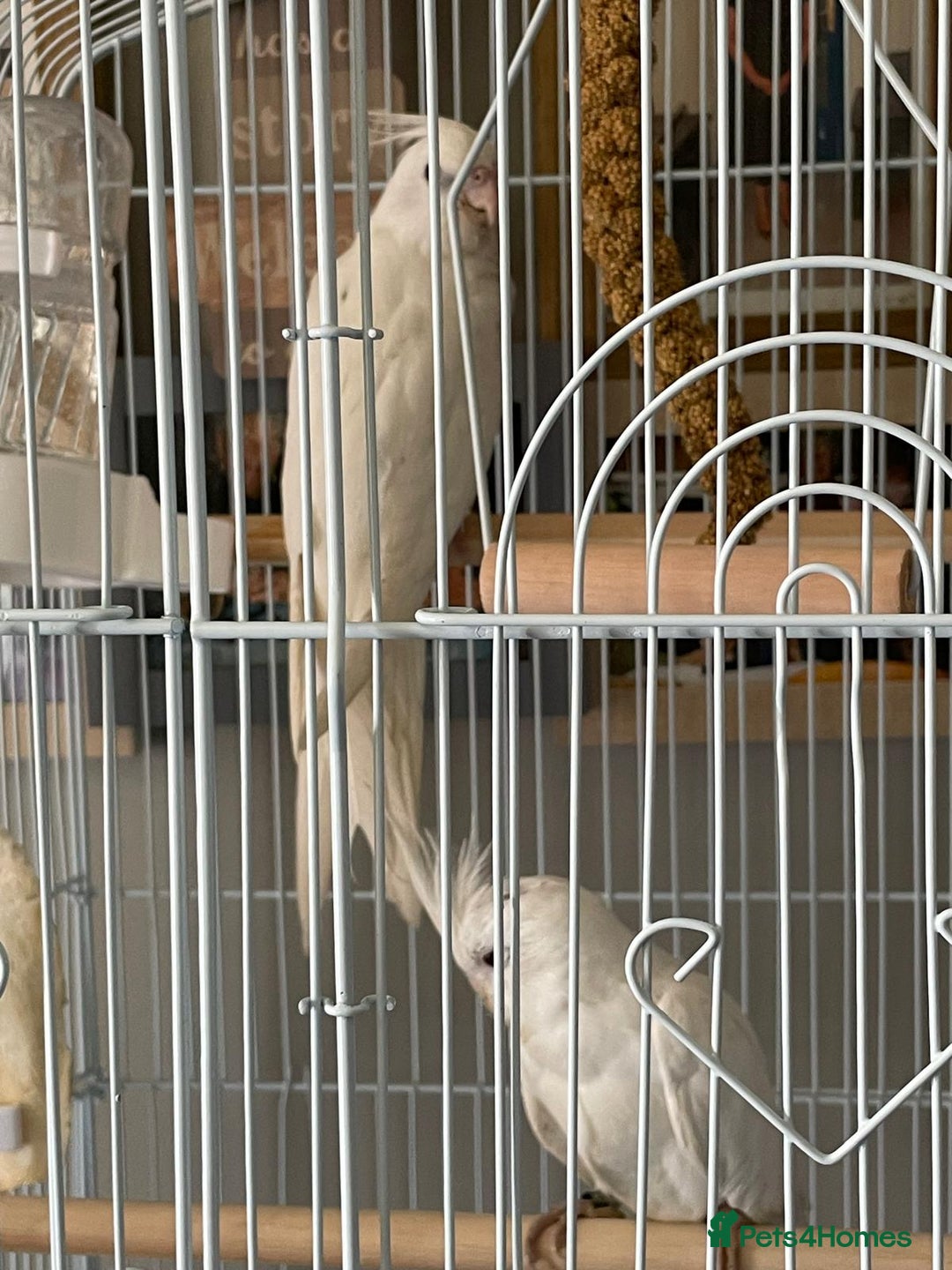 Cockatiels birds for sale: pair of cockatiels with cage - Image 2